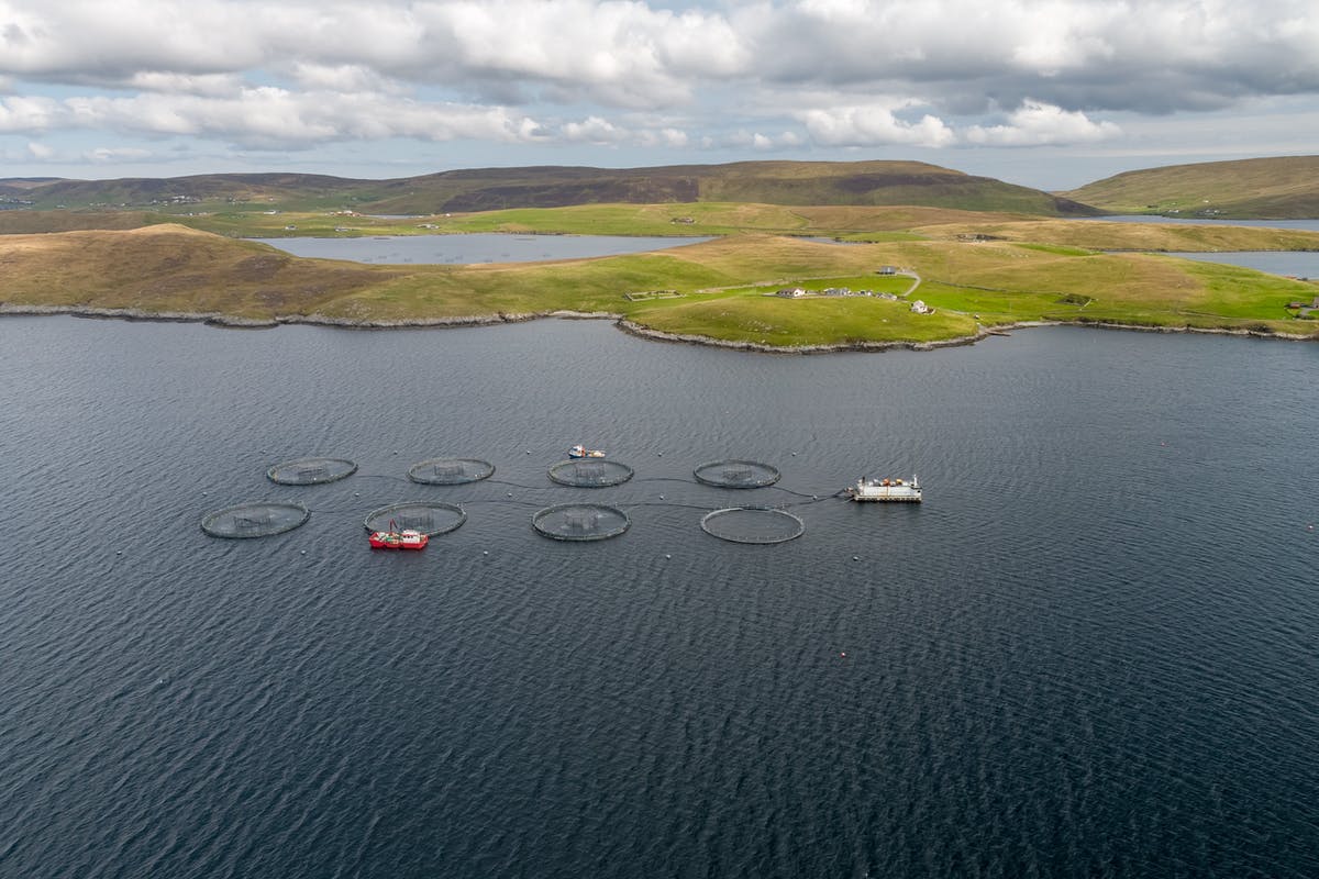 Grieg Seafood: Se completó la venta de las operaciones de Shetland