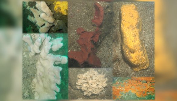 Hallazgo científico: Encuentran nueva especie de esponja marina