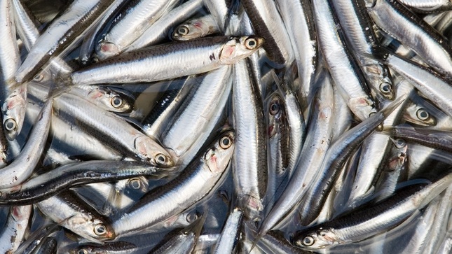 Perú: Pesca de anchoveta alcanzó un avance de 85,63%