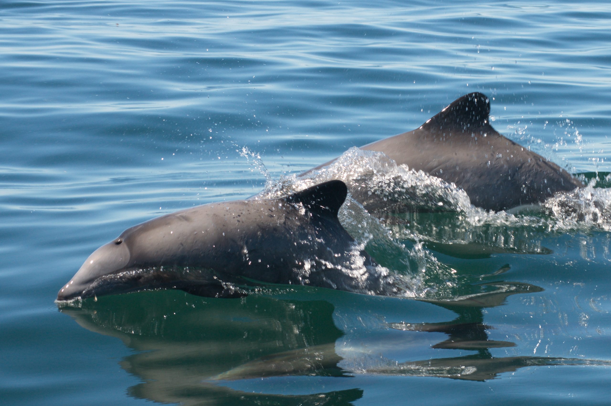El delfín chileno será protagonista de una serie de cuentos digitales
