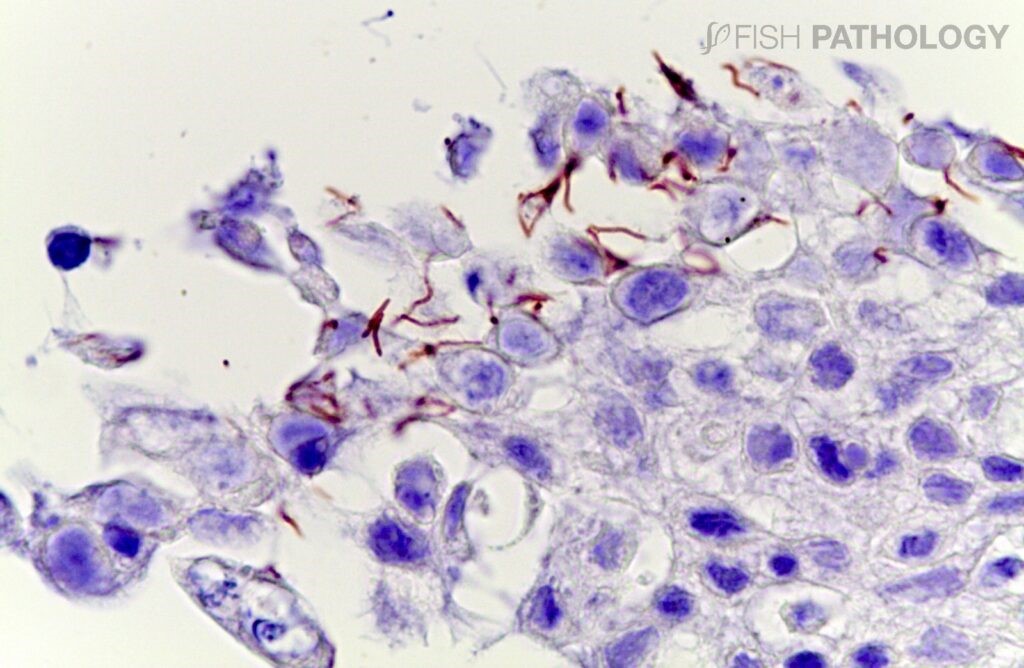 VeHiCe: Histopatología de la Tenacibaculosis