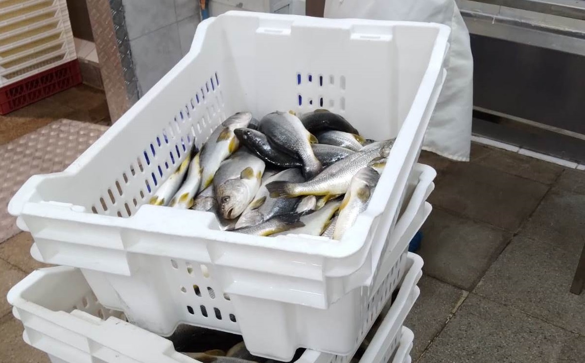 UCN y CEAZA crean alimento para peces utilizando subproductos de la pesca y la acuicultura