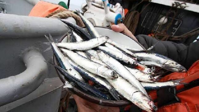 Inició la primera temporada de pesca de anchoveta en el sur de Perú
