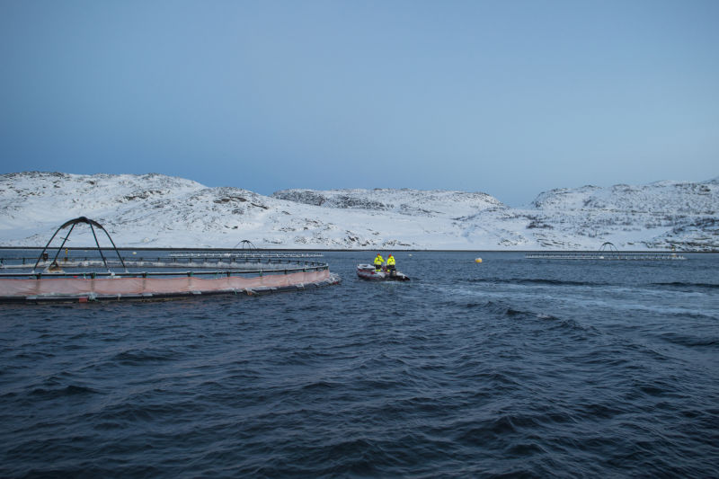 Norway Royal Salmon anunció la contratación de un asesor financiero por compra de SalmoNor