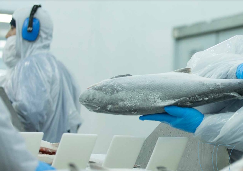 Mayor venta de salmón coho marca buenos resultados de Salmones Austral