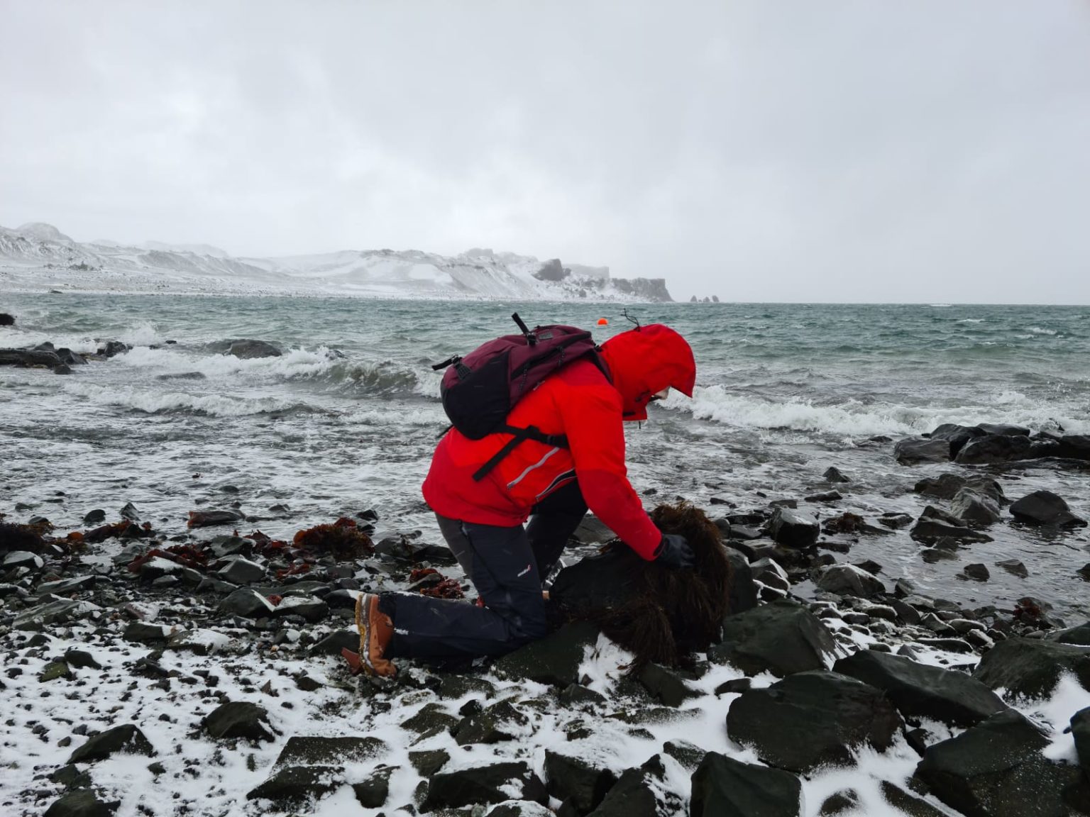 Instituto de Acuicultura UACh participa en expedición sobre patógenos de algas e invertebrados antárticos