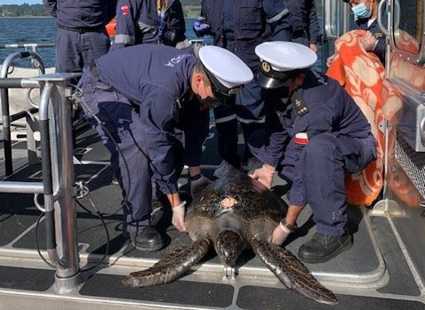 Capitanía de Puerto de Chaitén realizó rescate de Tortuga Verde desde Chaitén
