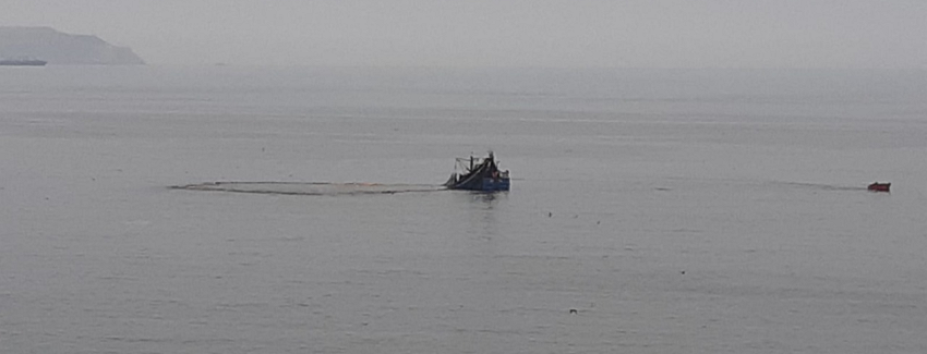 Incautan más de 200 toneladas de anchoveta de primera milla en Mejillones
