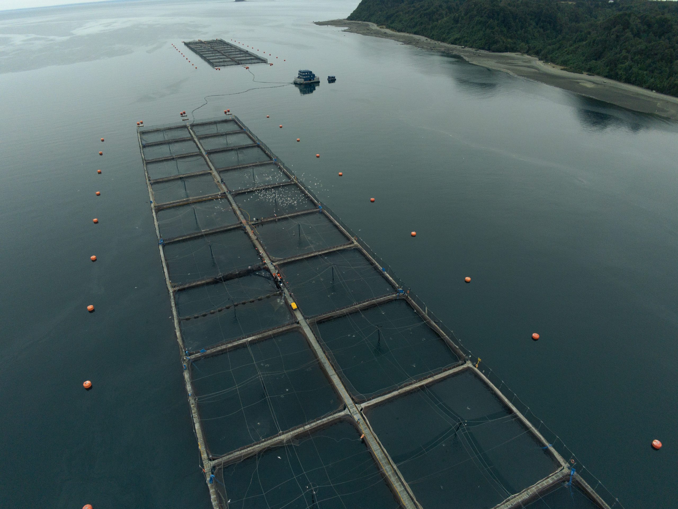 Salmones Aysén y Kames Fish Farming Ltd. se unen a Cargill para reducir su huella de carbono