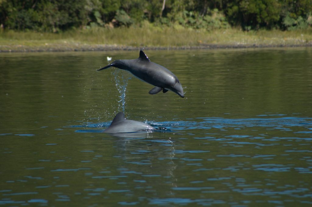 Delfín chileno será protagonista de serie de cuentos digitales