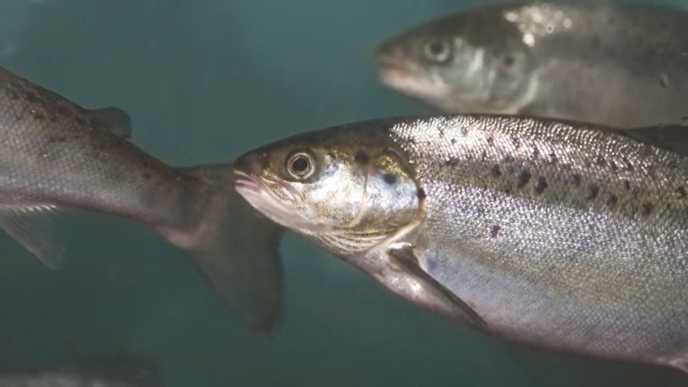 EEUU: AquaBounty incrementa en 46% la cosecha de salmón transgénico