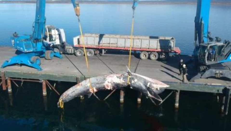 Sernapesca entrega antecedentes por ballena varada en Puerto Natales