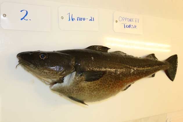 ¿Puede ser rentable el cultivo de bacalao?