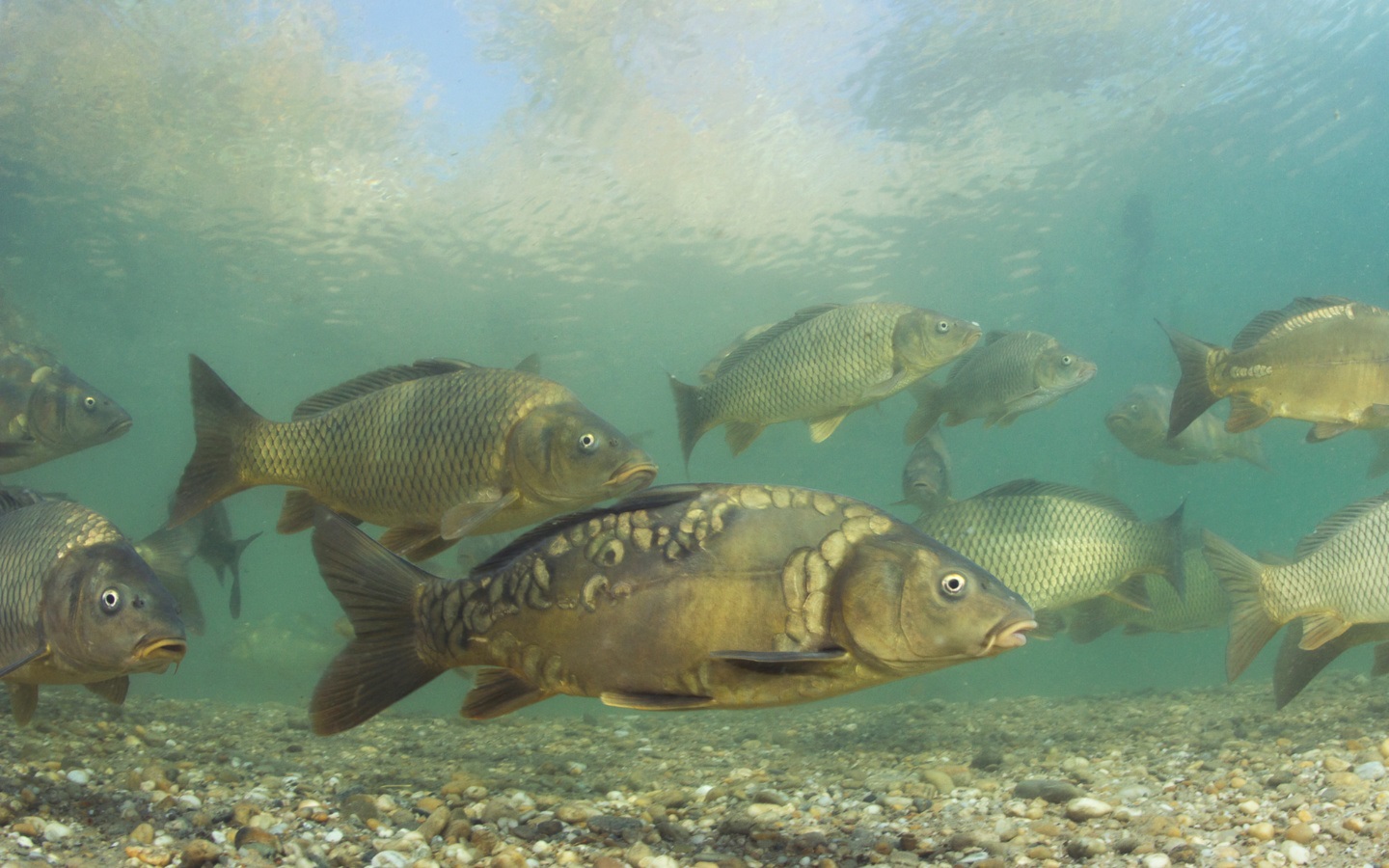 Tecnología de Innovasea detecta peces sin etiquetas e identifica especies en tiempo real