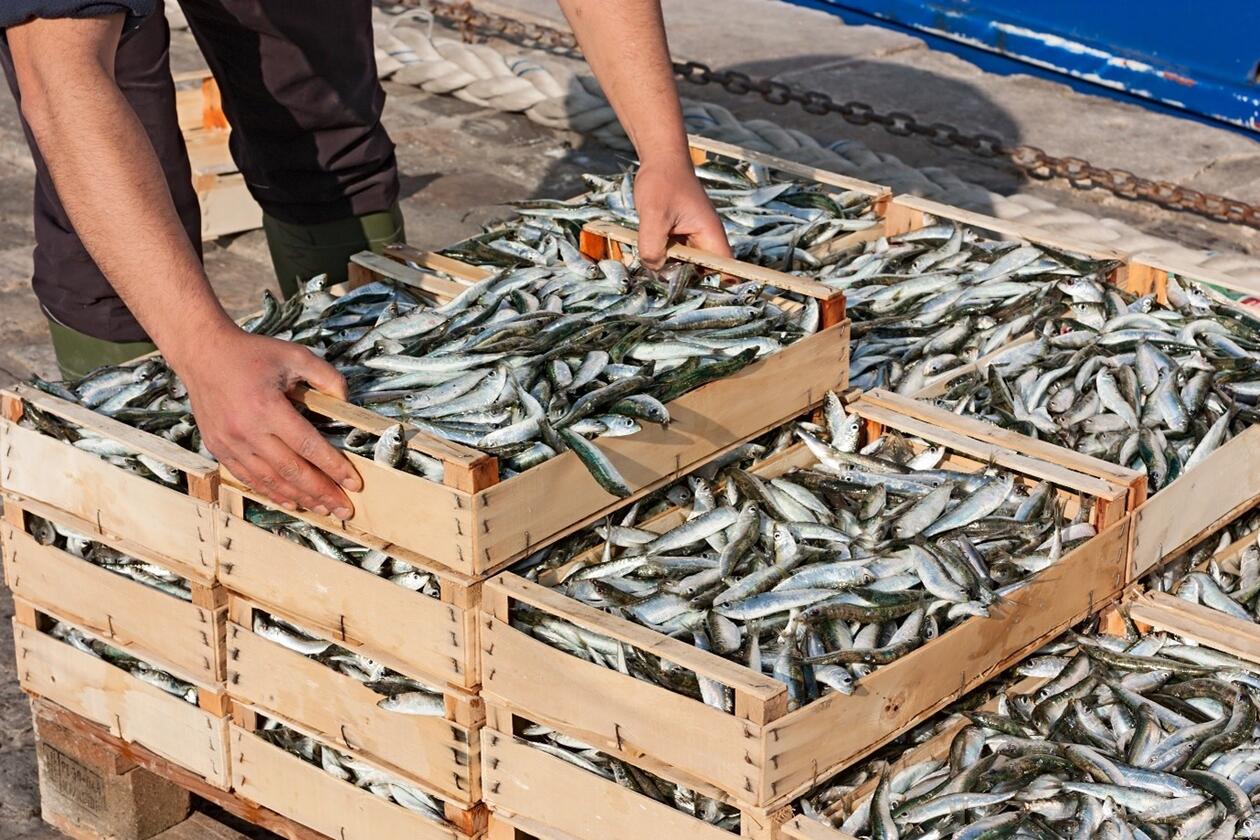 Noruega: Estudian rol de los peces pequeños para combatir la desnutrición