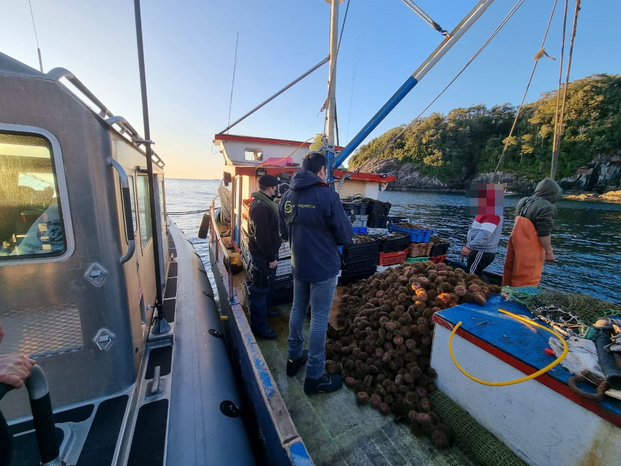 En zona de pesca de Aysén detectan a embarcaciones de otra región extrayendo erizos