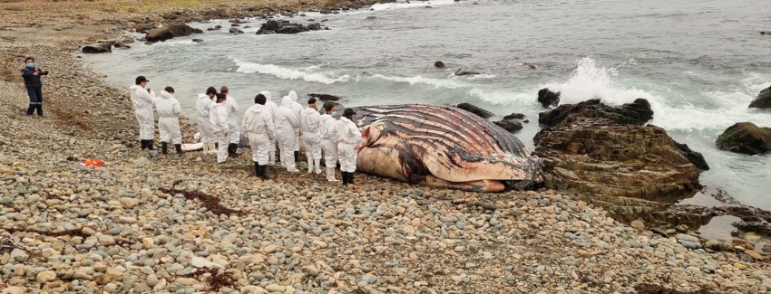 Sernapesca coordina necropsia de ballena jorobada varada en Los Vilos
