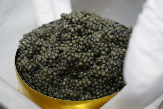 Acuícola de Parral logró hito nacional al ser primeros en exportar caviar de esturión a la Unión Europea