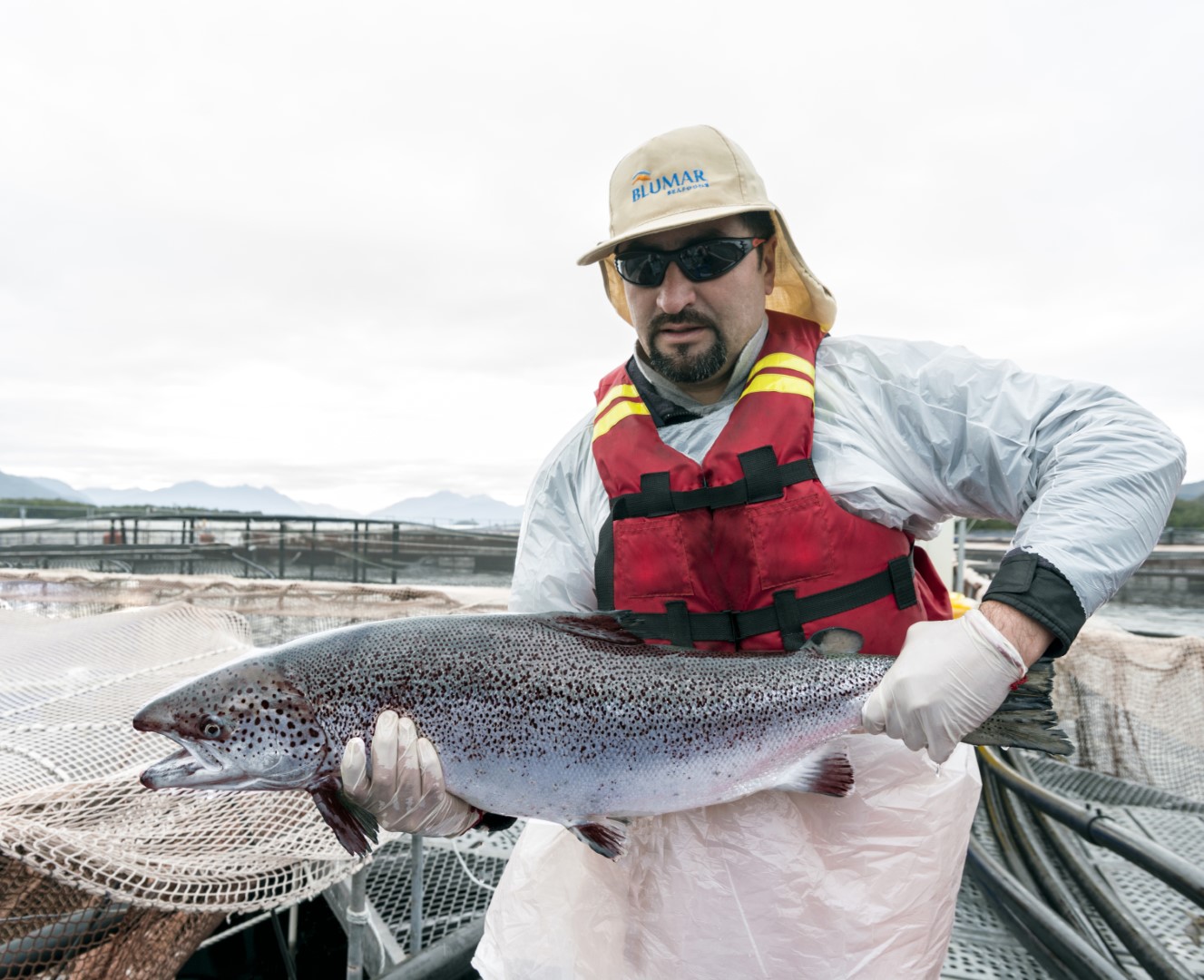 Blumar y Veramaris innovan para obtener mejores resultados de bienestar y calidad para el salmón Atlántico