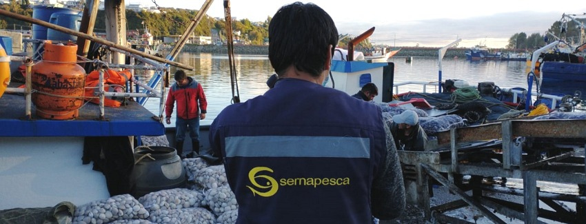 Más de tres toneladas de jurel fresco incautó Sernapesca en el Maule