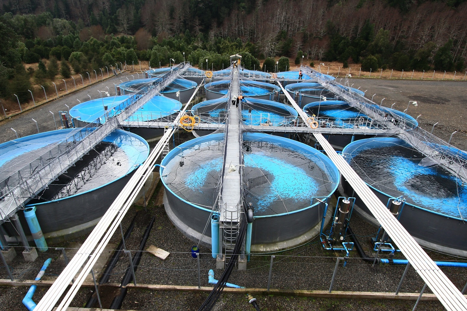 Producción en agua dulce: Conviviendo entre la recirculación y el flujo abierto