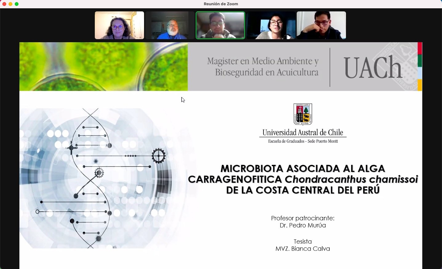 Estudiante de la UACh busca caracterizar el microbioma de la chicorea de mar de Perú