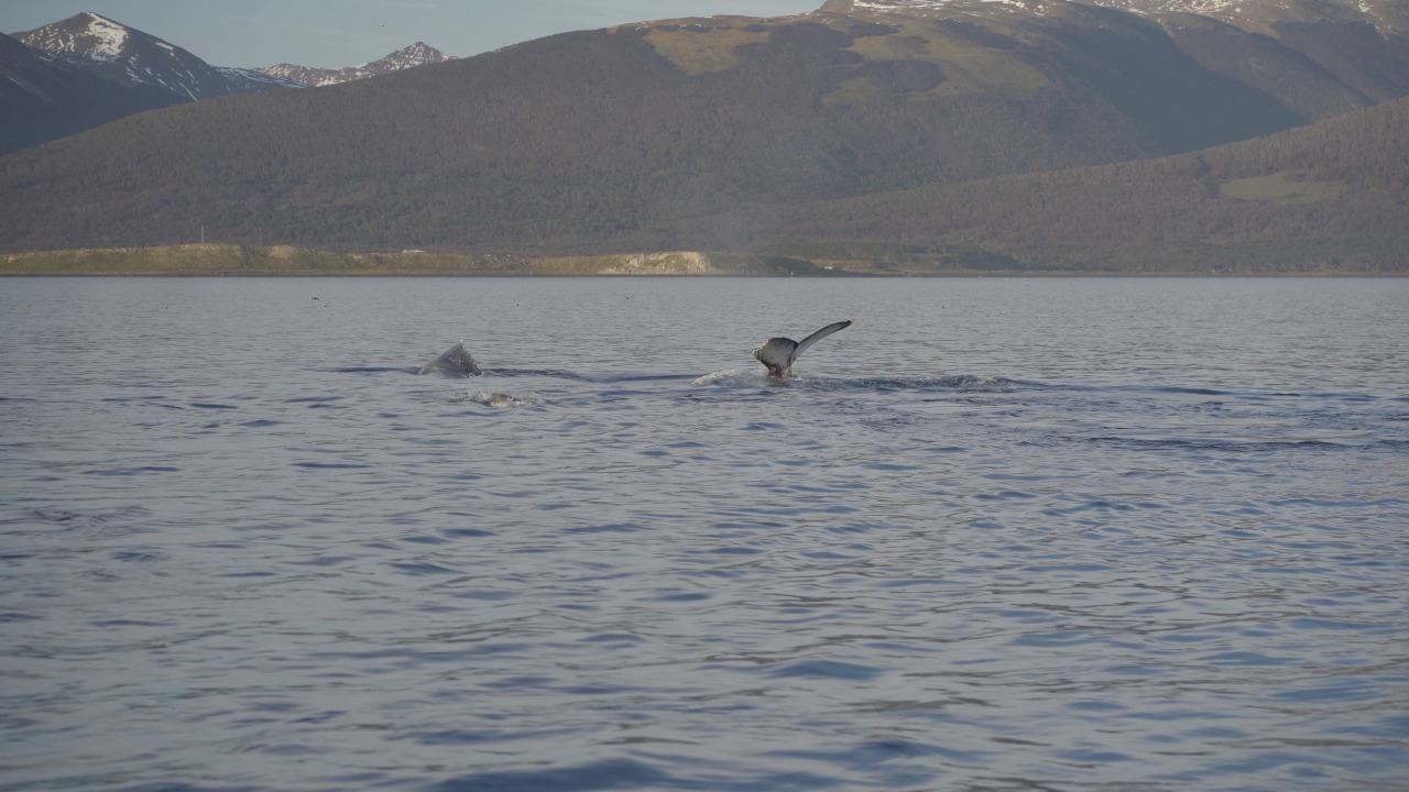 Sernapesca y la Armada monitorean 13 ballenas jorobadas avistadas en el Canal Beagle