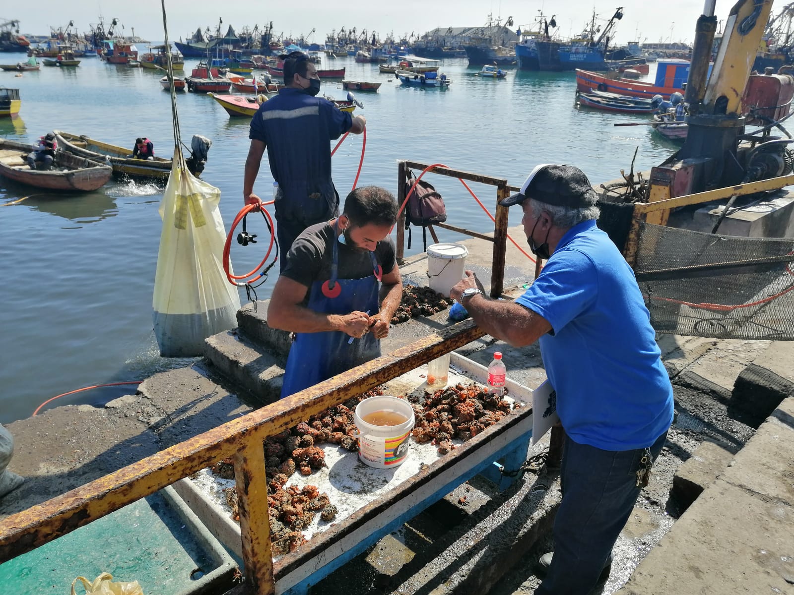 Pescadores de la macrozona norte participan en taller sobre reutilización y valor agregado para desechos marinos