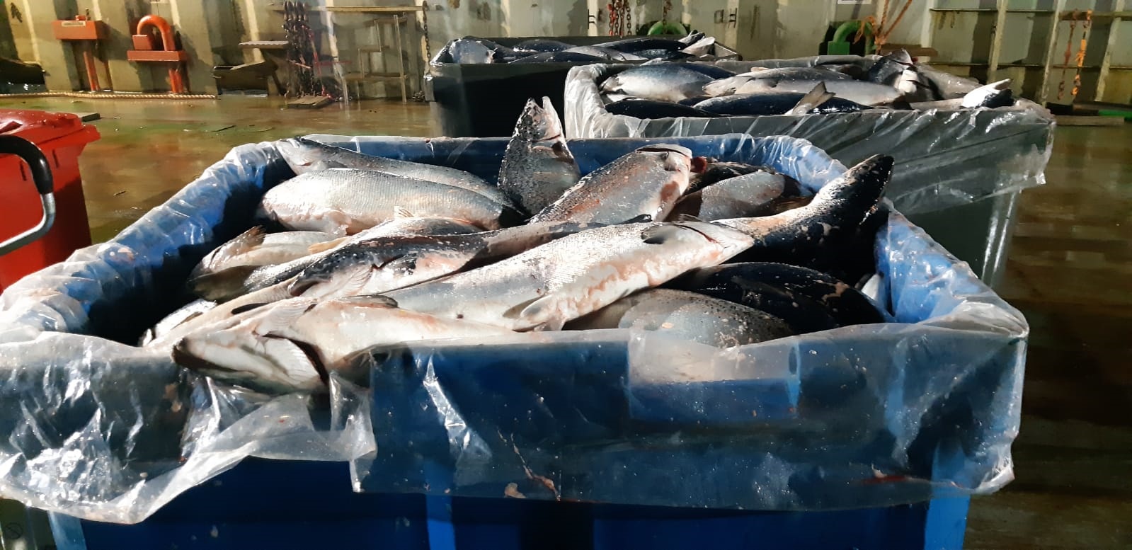 Anuncian acciones legales por derrame de agua y pérdida de peces en Punta Arenas