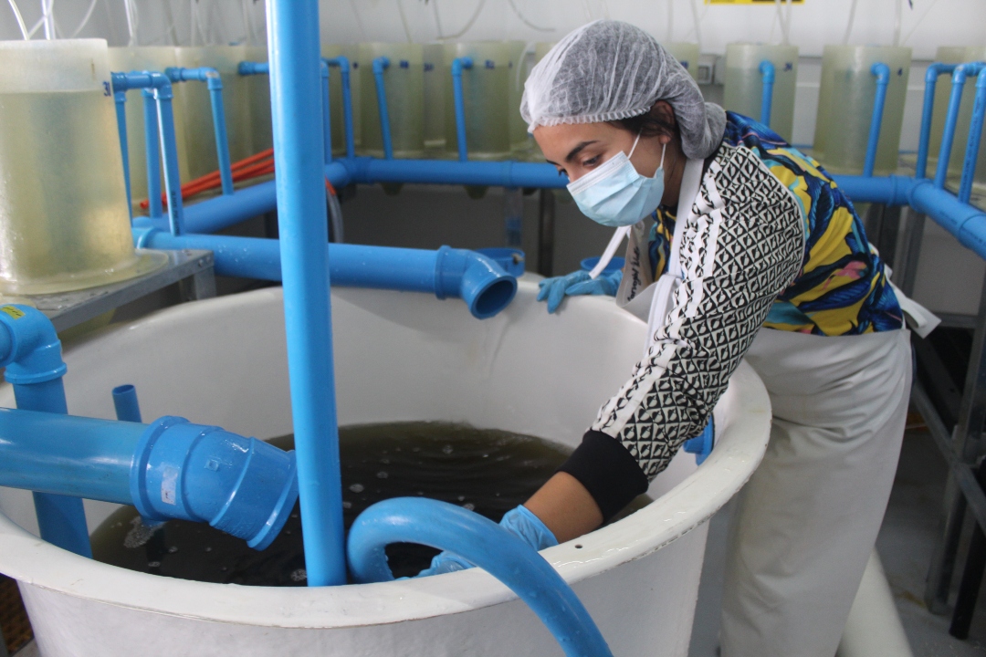 AquaPacífico y Liceo de Tongoy buscarán establecer modelo de producción continua de Semillas de ostión
