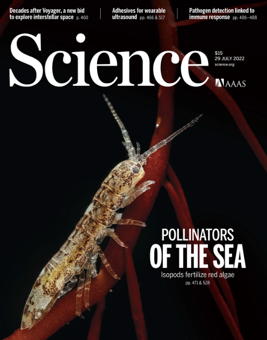 Científicas describen rol de animales en la reproducción de algas marinas