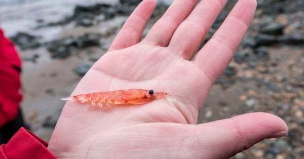 Presentan investigación sobre pesquería del Krill en un contexto de Cambio Climático