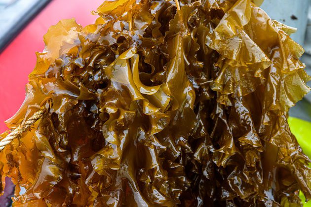 Nofima: Lo que los científicos saben sobre el yodo en las algas