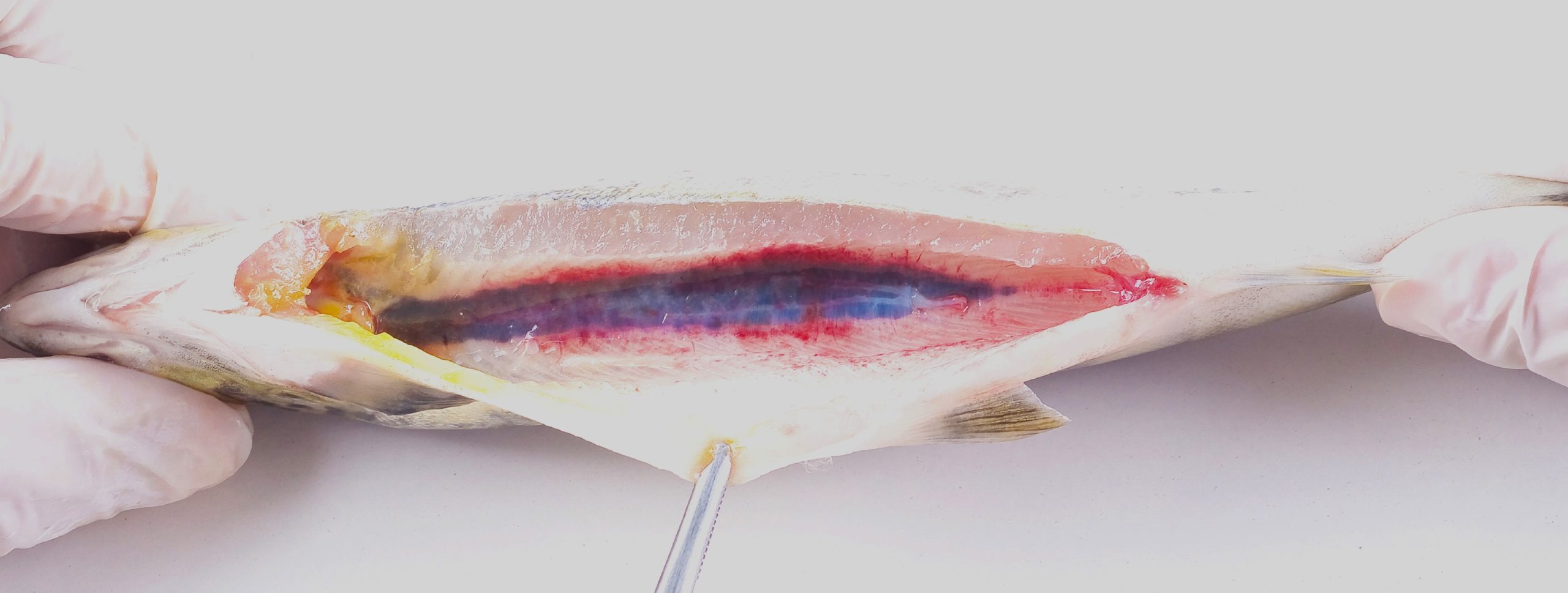 Ciba alerta por reaparición de furunculosis atípica en salmón del Atlántico