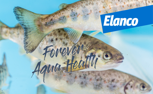 Activo apoyo de Elanco a importante evento internacional de salud animal en acuicultura