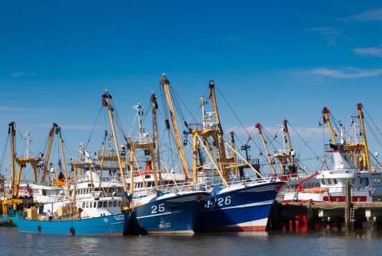 IFFO lanzó análisis sobre las tendencias del mercado de ingredientes marinos del 1S