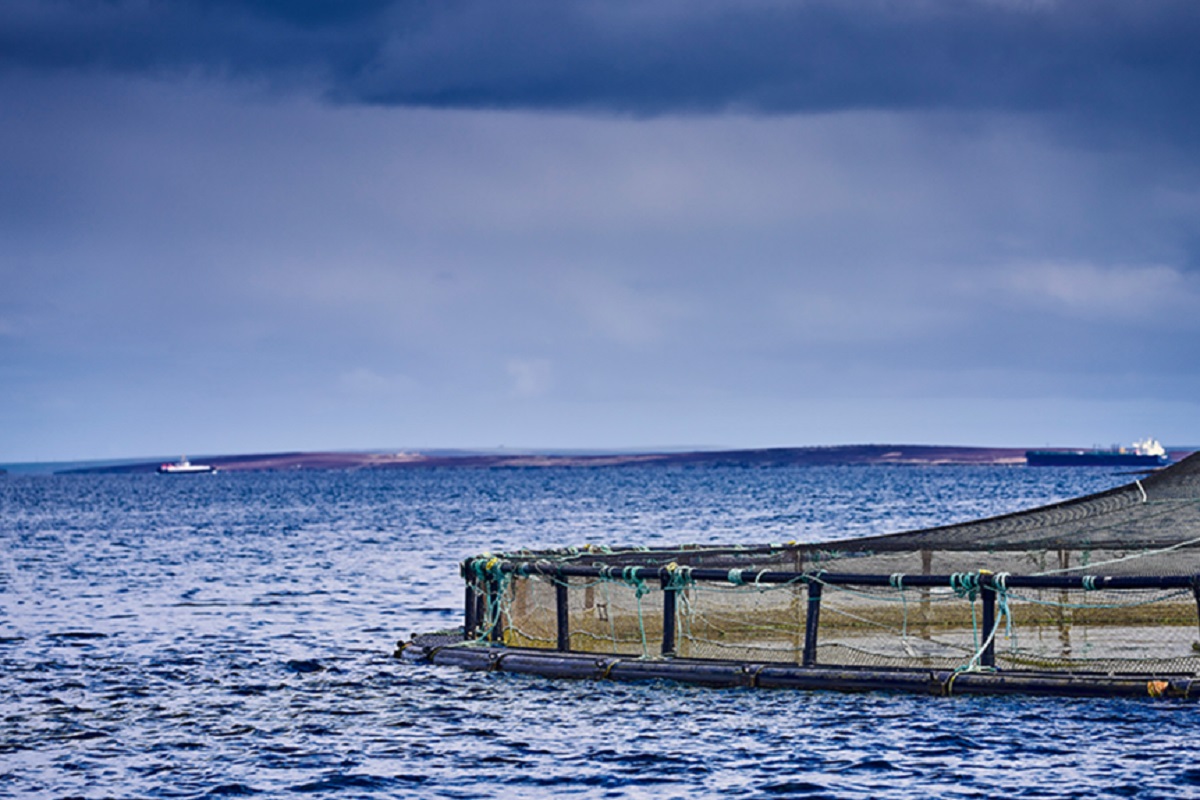 Escocia: Cooke Aquaculture celebra aprobación para nuevo centro de cultivo