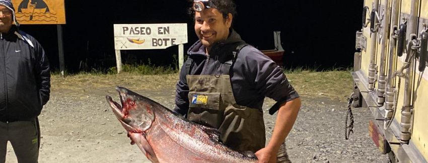 Inicia temporada de pesca recreativa del salmón chinook en La Araucanía