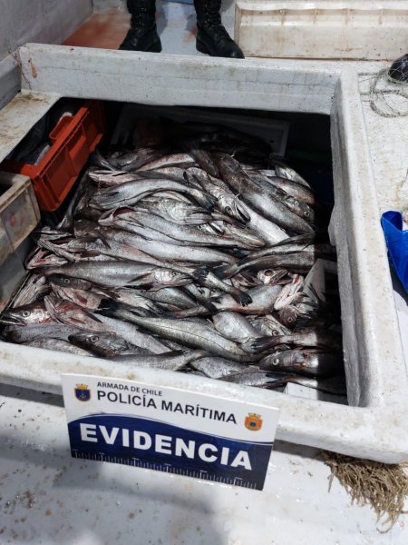 Castro: Incautan 1.500 kilos de recurso pesquero