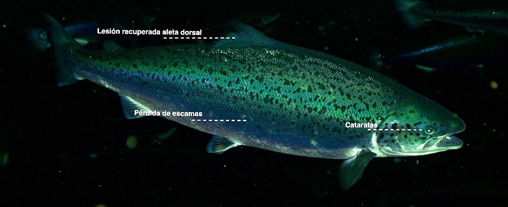 Salmonicultoras chilenas prueban con éxito software que estandariza bienestar y salud animal