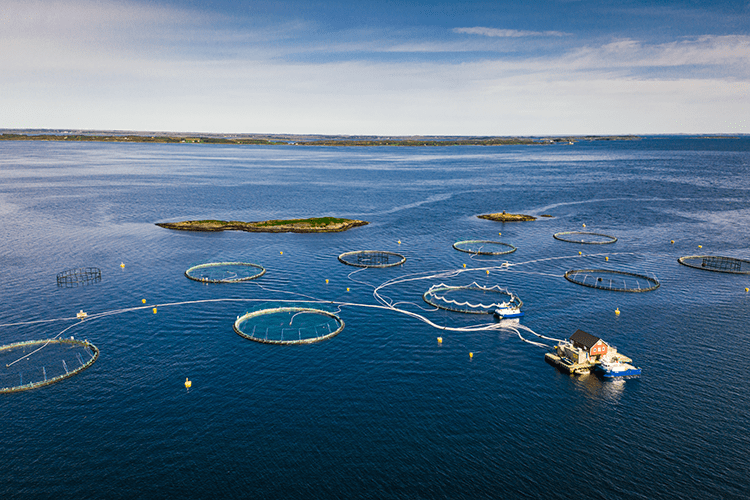 Kontali 2022: Informe del salmón noruego analiza propuesta de impuestos