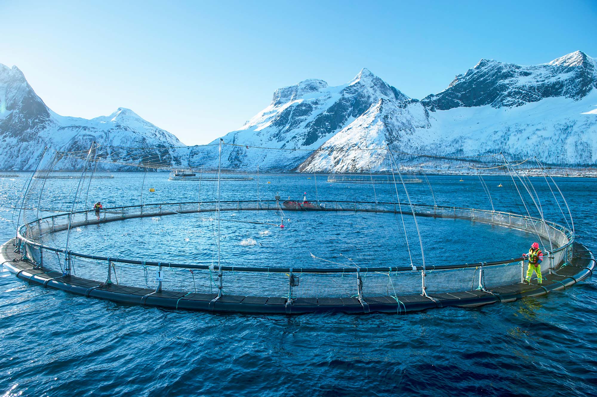 Salmonicultores noruegos piden nueva valoración de licencias como base para tributación