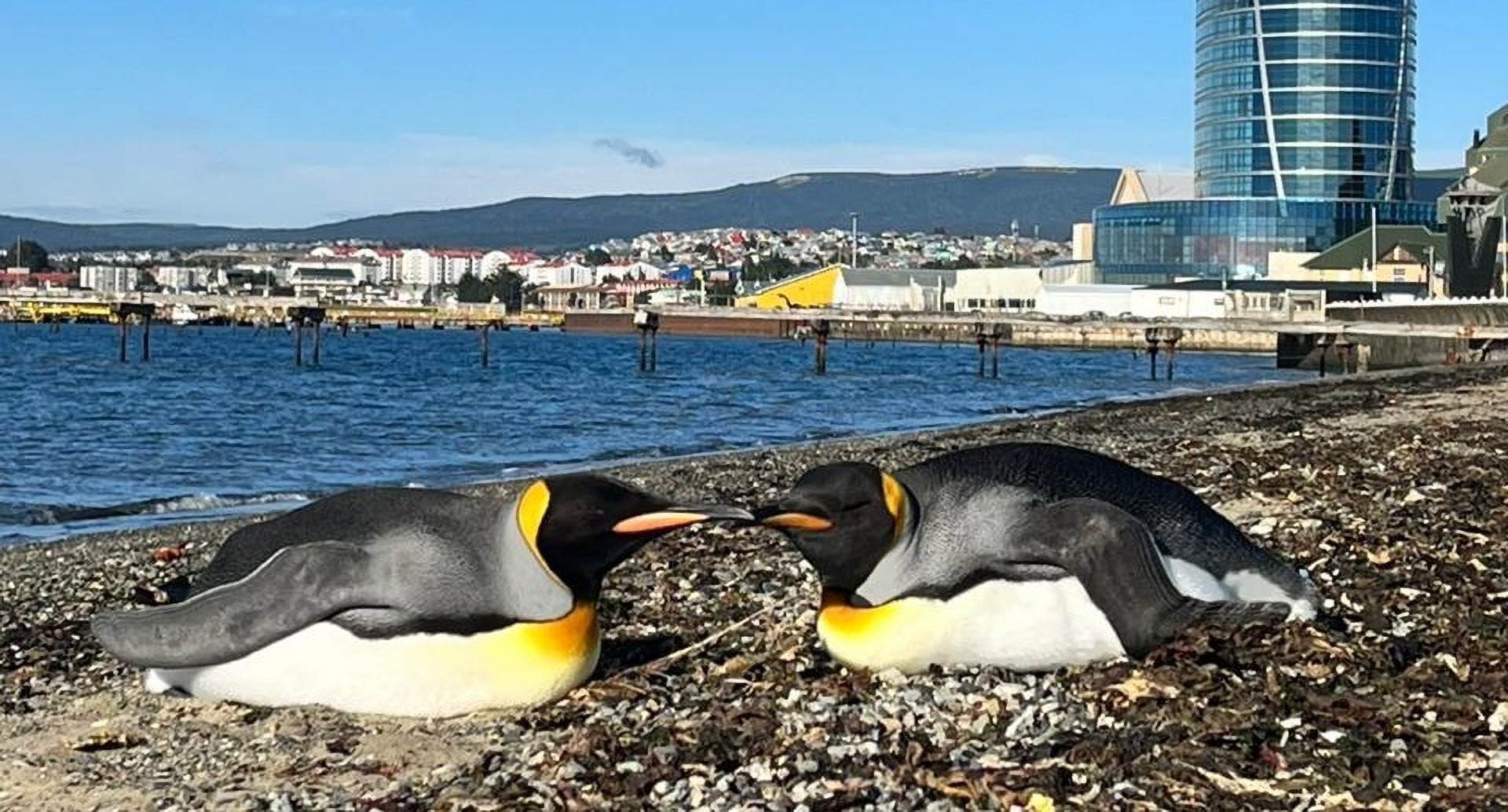 Sernapesca rescató tres pingüinos rey en Magallanes
