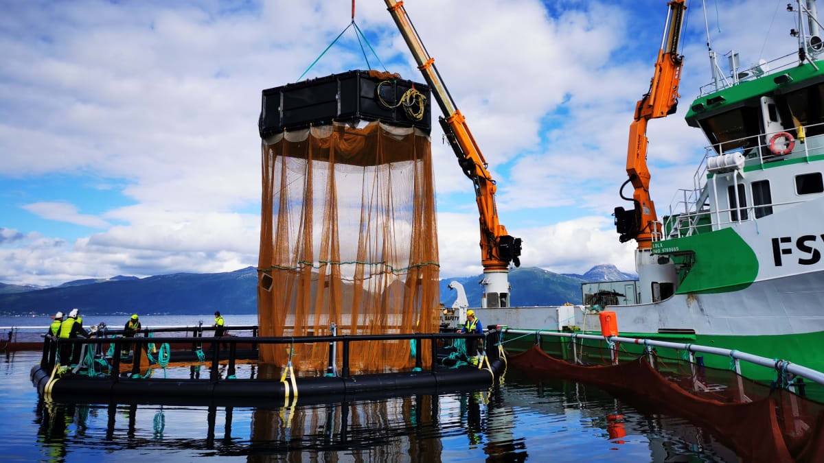 Noruega: Cermaq concreta nueva siembra de peces para tercera versión de iFarm
