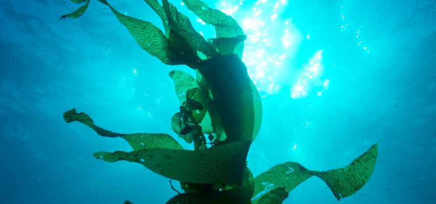 UCN investiga sobre «La pesquería de las algas pardas»