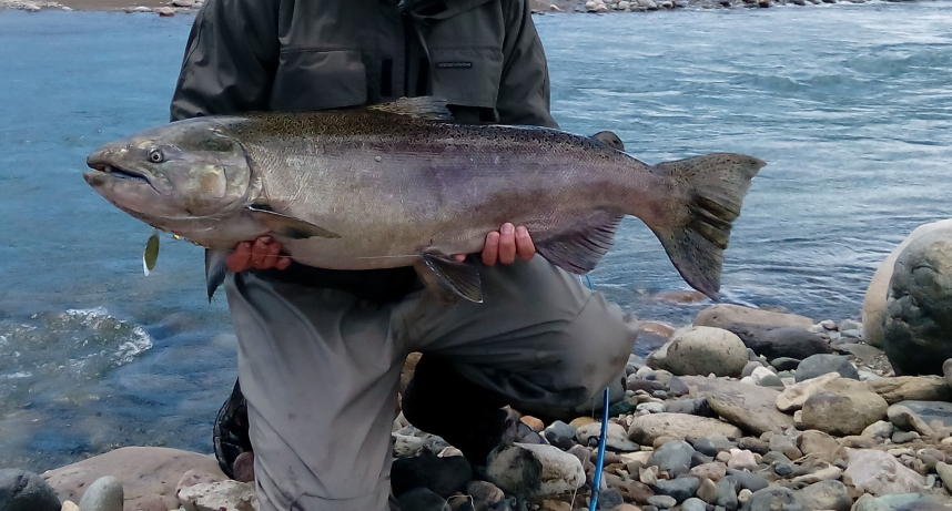 Comienza veda del salmón chinook para la región de Aysén