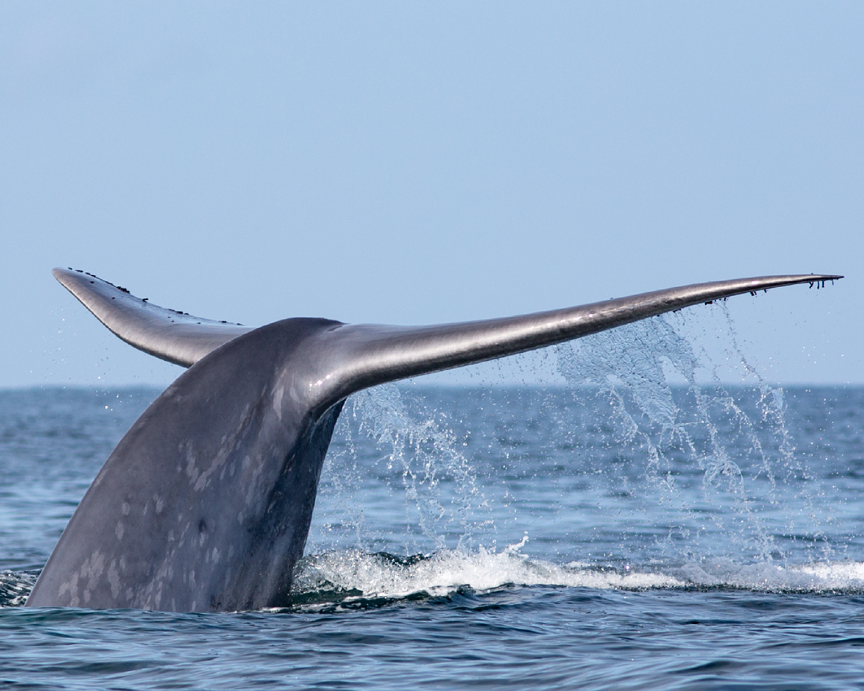 Armasur e Intesal crean innovadora plataforma de monitoreo que protege a las ballenas