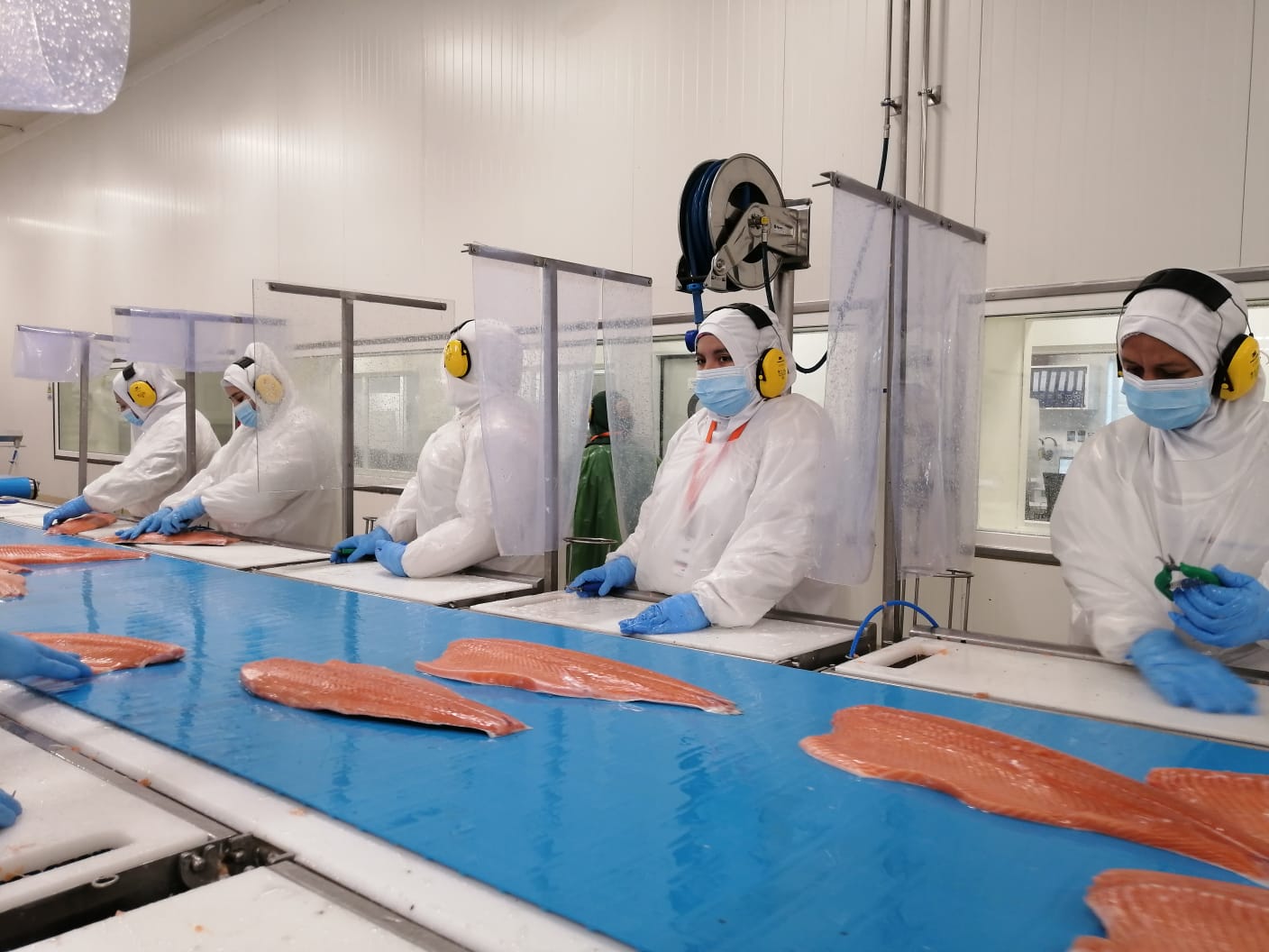 InfoTrade: El valor promedio del salmón y trucha llegó a los USD $9,24 por kilo durante noviembre