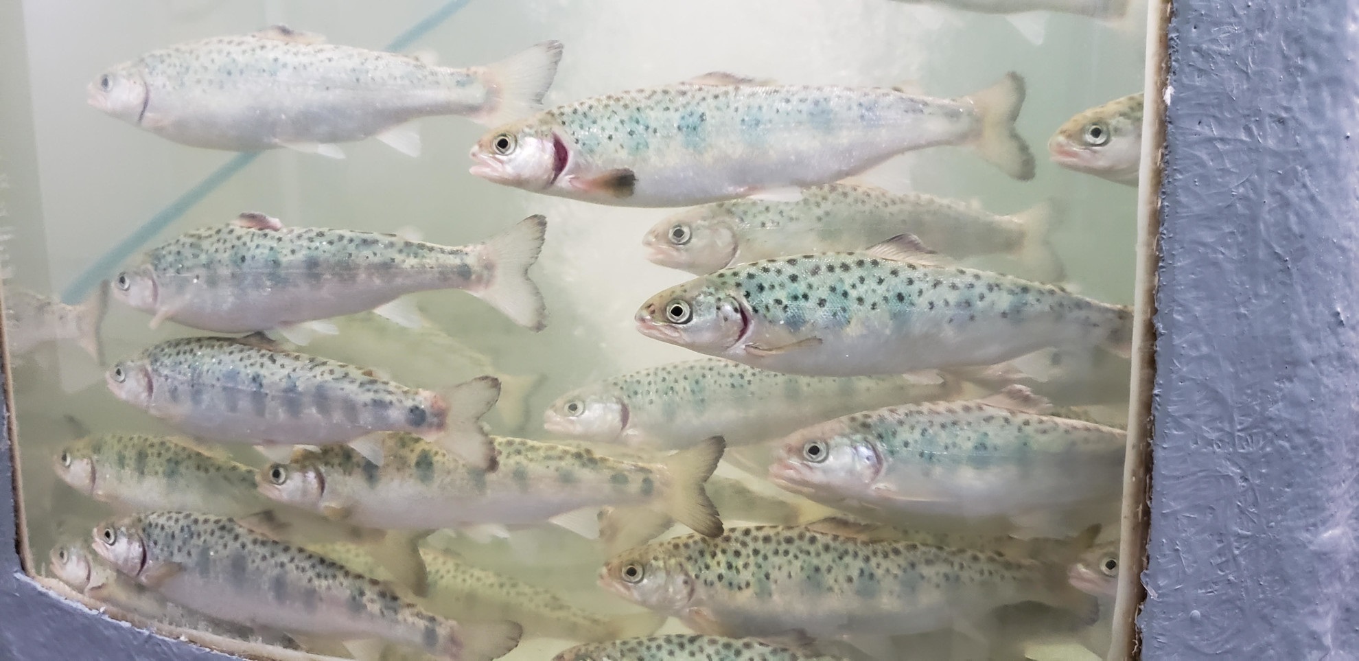 Describen diversidad y riqueza de la microbiota intestinal del salmón Atlántico durante transferencia a agua de mar
