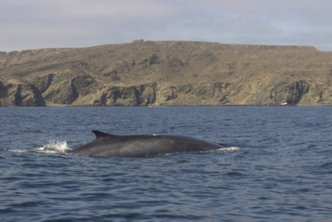 Investigadores realizaron marcaje satelital de ballenas para conservación del Archipiélago de Humboldt